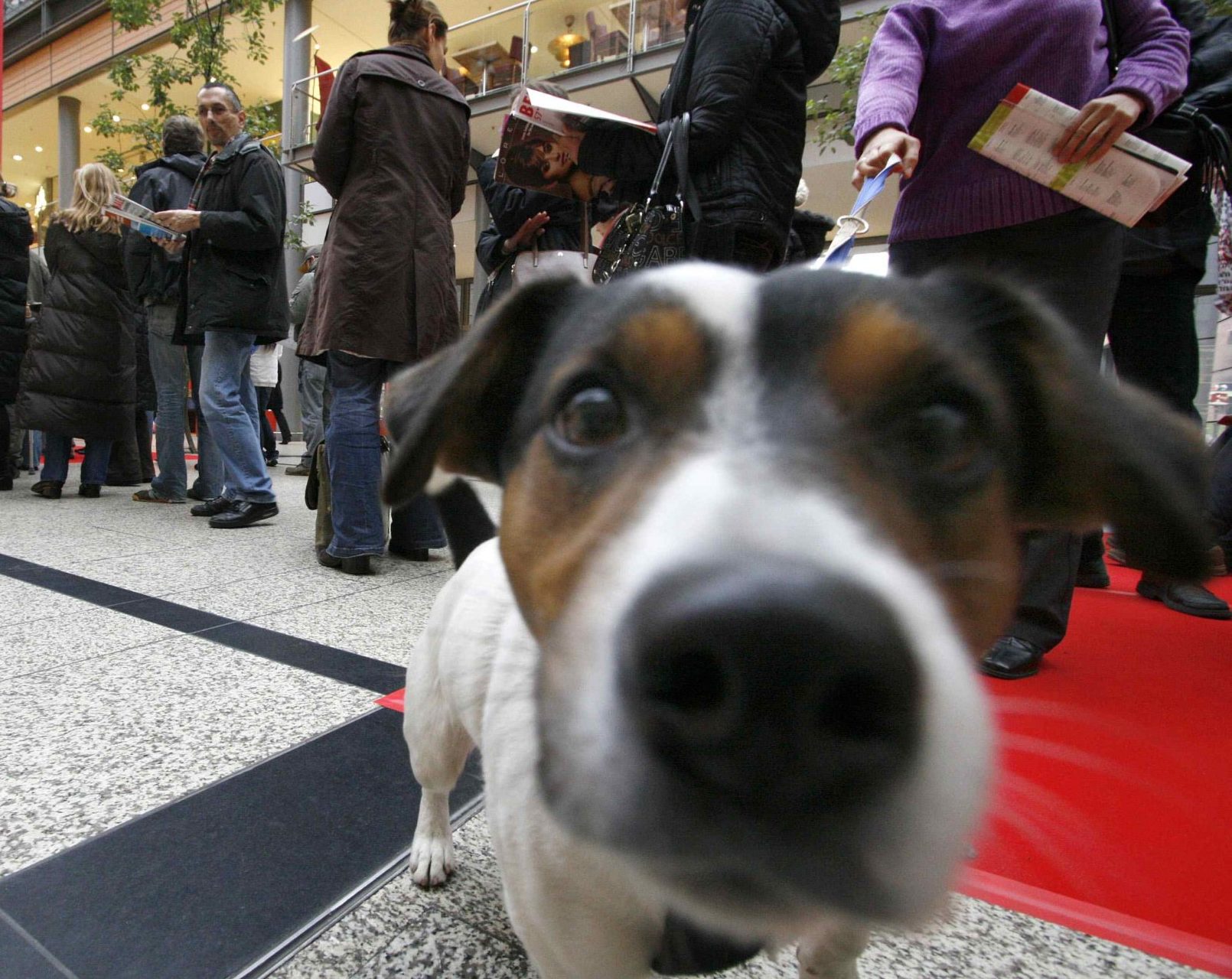 ΔΕΘ: Βραβευμένοι και διάσημοι σκύλοι, διασώστες, συνοδοί τυφλών στο φεστιβάλ Discover Dogs 2024