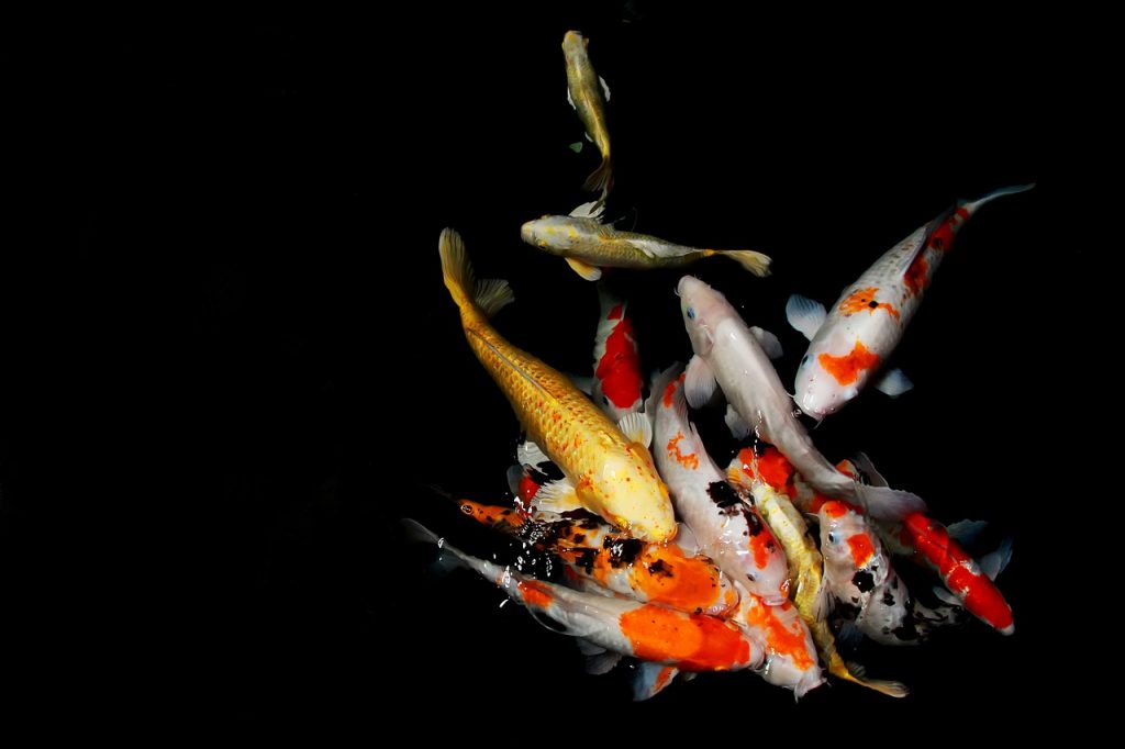 Ψάρια κάνουν θορυβώδες σεξ και δεν αφήνουν τους κατοίκους της Φλόριντα να κοιμηθουν