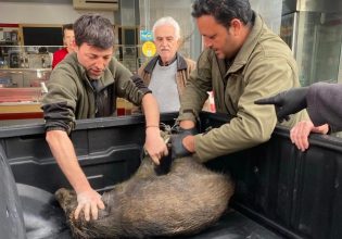 Καλαμάτα: Αγριογούρουνο κυκλοφορούσε ξημερώματα στο κέντρο πόλης