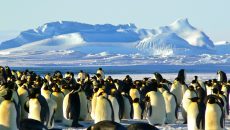 Γρίπη των πτηνών: Ο ιός έφτασε στη ηπειρωτική Ανταρκτική, φόβοι για καταστροφή