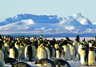 Γρίπη των πτηνών: Ο ιός έφτασε στη ηπειρωτική Ανταρκτική, φόβοι για καταστροφή