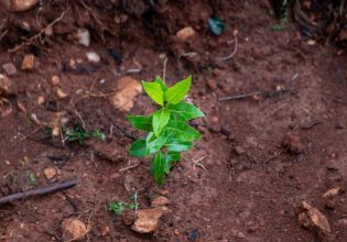 Μεγάλο πρόγραμμα αναδάσωσης δίνει «ανάσα ζωής» στις πυρόπληκτες περιοχές της Αττικής