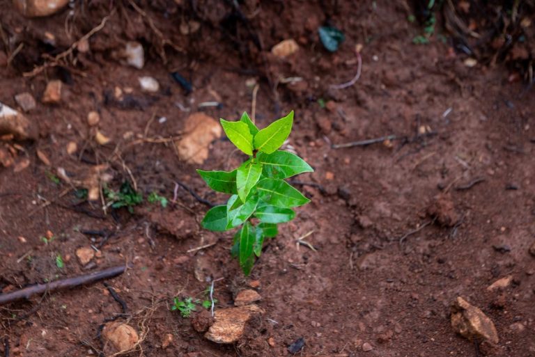 Μεγάλο πρόγραμμα αναδάσωσης δίνει «ανάσα ζωής» στις πυρόπληκτες περιοχές της Αττικής
