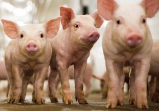 Μεταλλαγμένα τρόφιμα: Ένα βήμα από τα σουπερμάρκετ το γενετικά τροποποιημένο χοιρινό