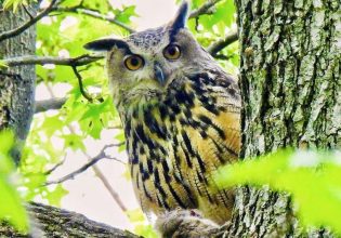 O Flaco, η κουκουβάγια-μασκότ της Νέας Υόρκης, είναι νεκρή