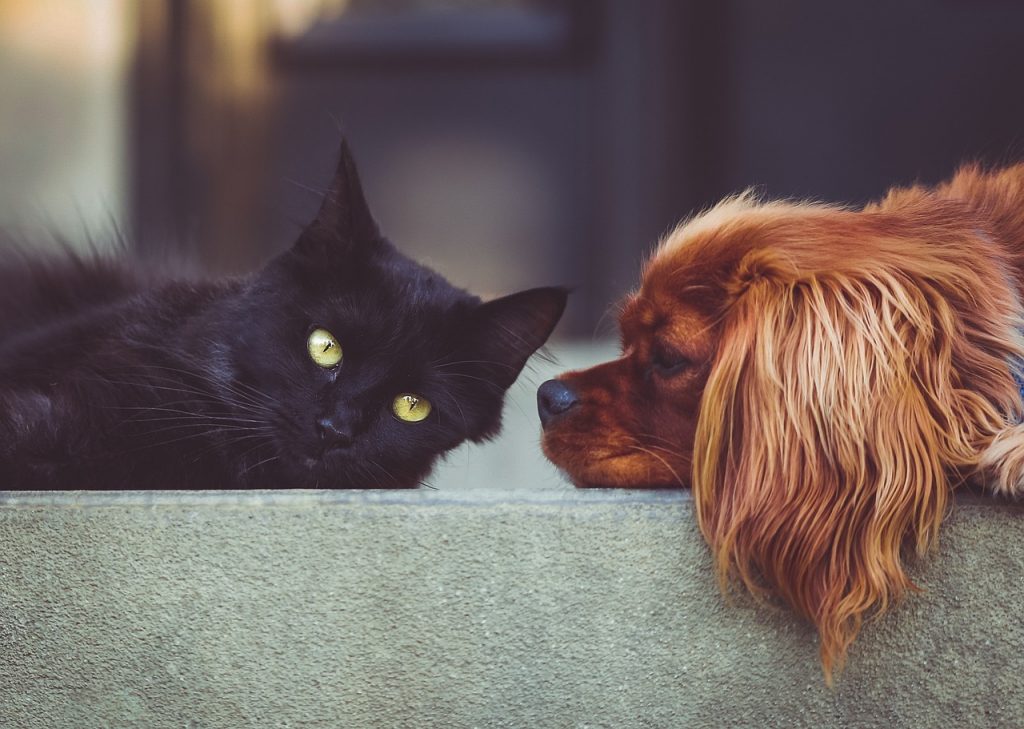 Πώς η κανναβιδιόλη μπορεί να συμβάλει στην υγεία του σκύλου και της γάτας