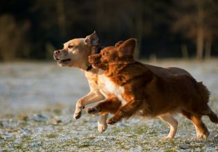 Ρόδος: Χειροπέδες σε 54χρονο επειδή ο σκύλος του σκότωσε το ζώο γείτονά του