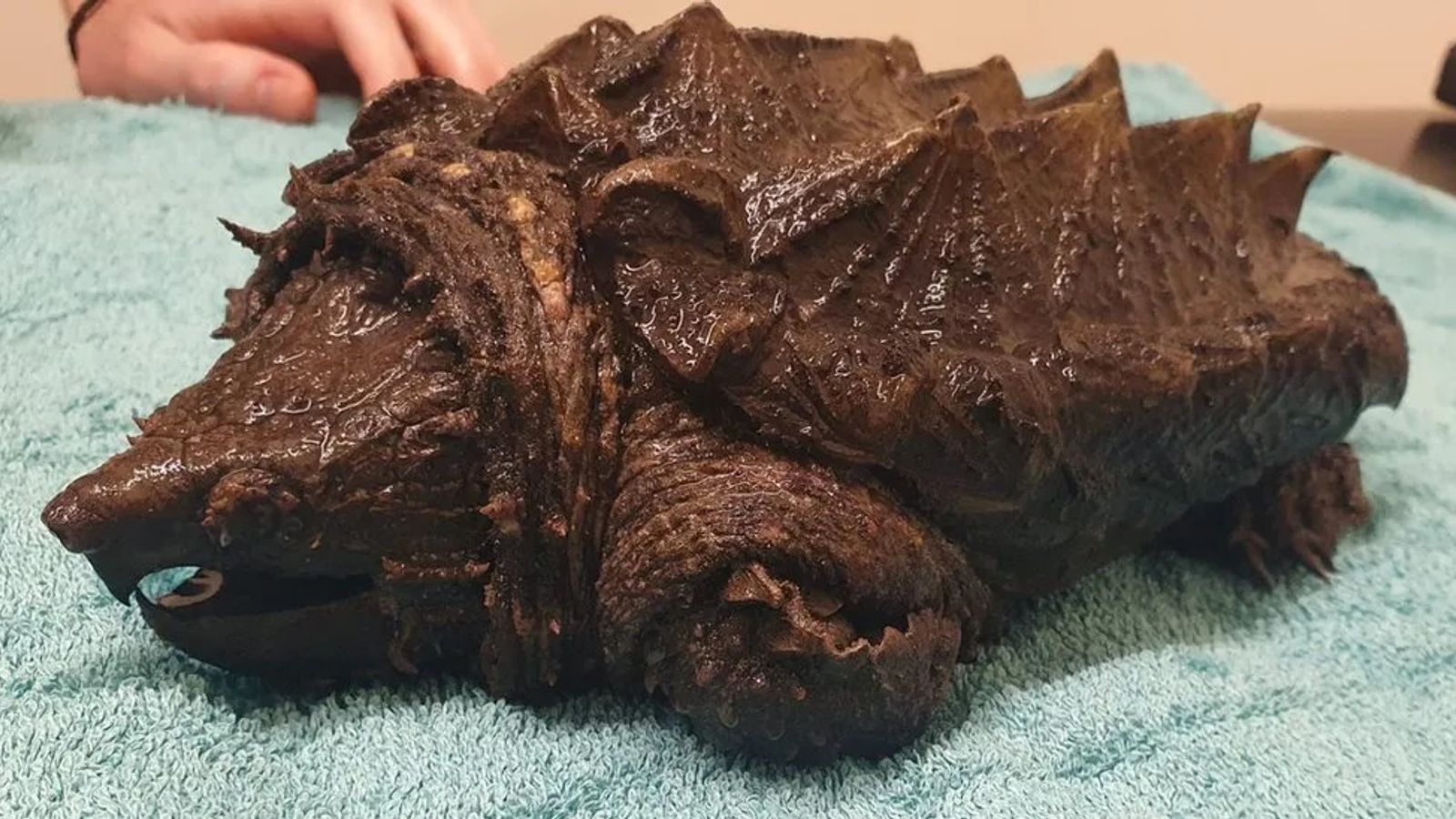 Βρετανία: Συναγερμός για «χελώνα-αλιγάτορα» - Δαγκώνει «άσχημα» και μπορεί να κόψει ακόμα και δάχτυλα