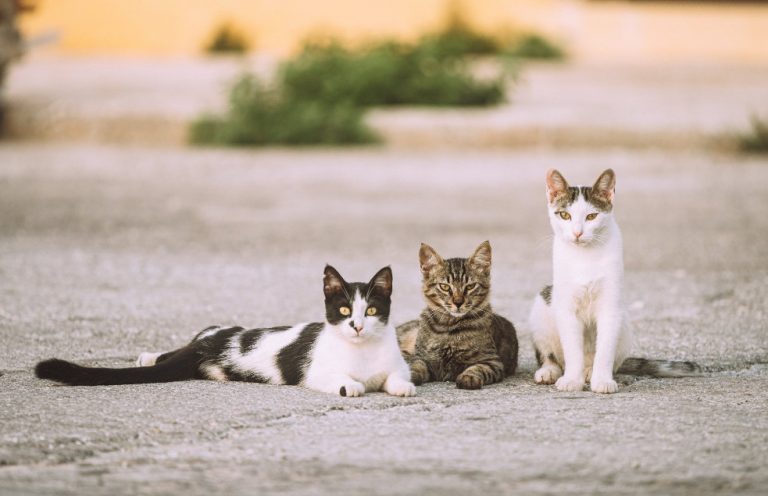 Σπέτσες: Aυτεπάγγελτη δικογραφία για θανάτωση τεσσάρων γατών – Προηγήθηκε καταγγελία