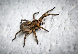 Αγγλία: Αράχνη τσίμπησε 5χρονη – Είναι γεμάτη εξανθήματα και αδυνατεί να περπατήσει
