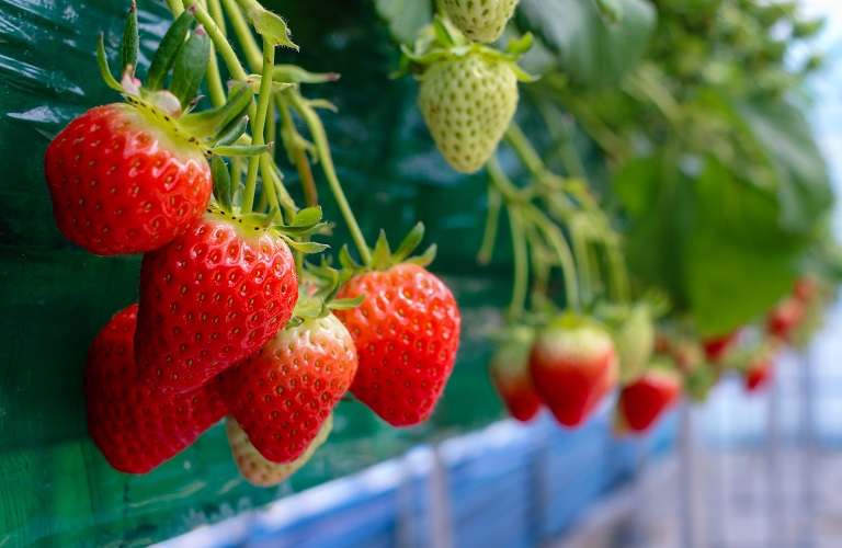 Εξαγωγές: Σταθερή η ζήτηση για φράουλα
