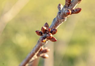 Πυρηνόκαρπα: Πώς θα αντιμετωπίσετε εχθρούς και ασθένειες – Οι επεμβάσεις