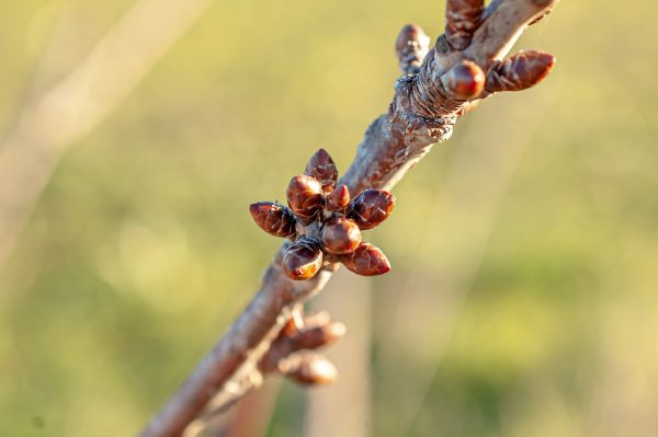 Πυρηνόκαρπα: Πώς θα αντιμετωπίσετε εχθρούς και ασθένειες – Οι επεμβάσεις
