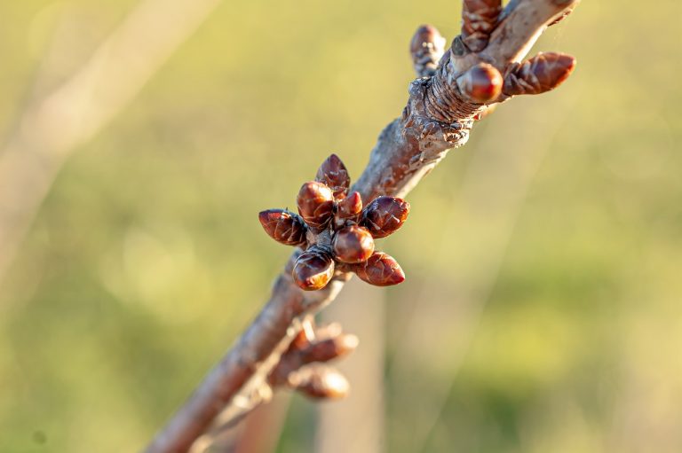 Πυρηνόκαρπα: Πώς θα αντιμετωπίσετε εχθρούς και ασθένειες – Οι επεμβάσεις