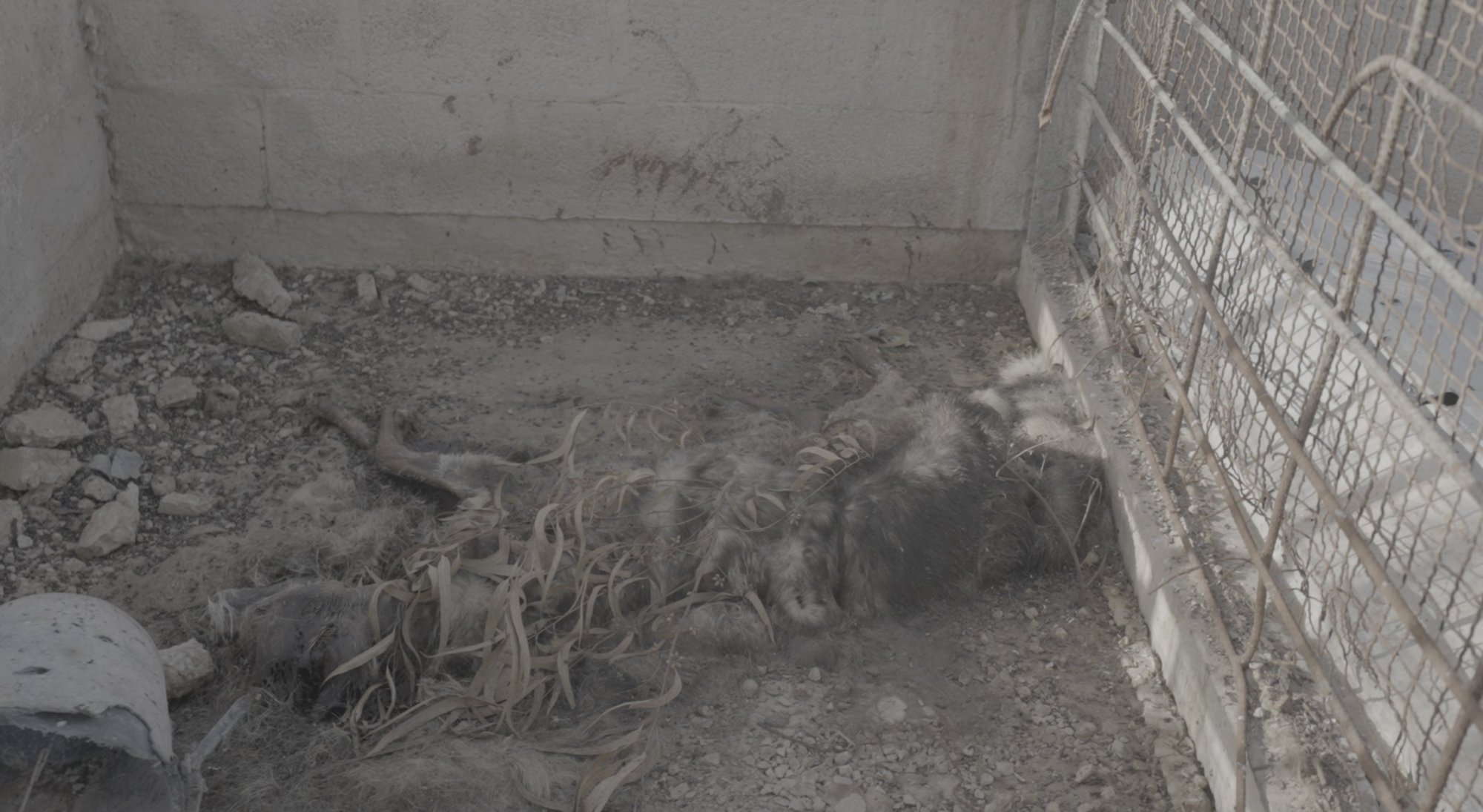 Γάζα: Ζώα πεθαίνουν από ασιτία σε ζωολογικό κήπο - Συγκλονιστικές εικόνες