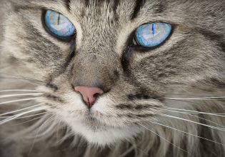 Η γάτα σας, σάς «μιλάει». Εσείς την κατανοείτε;