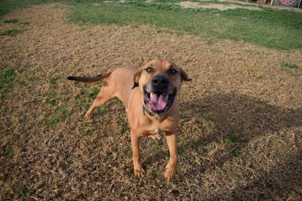 Αλφρέδο: Ο τετραπέρατος, παιχνιδιάρης σκύλος αναζητά οικογένεια