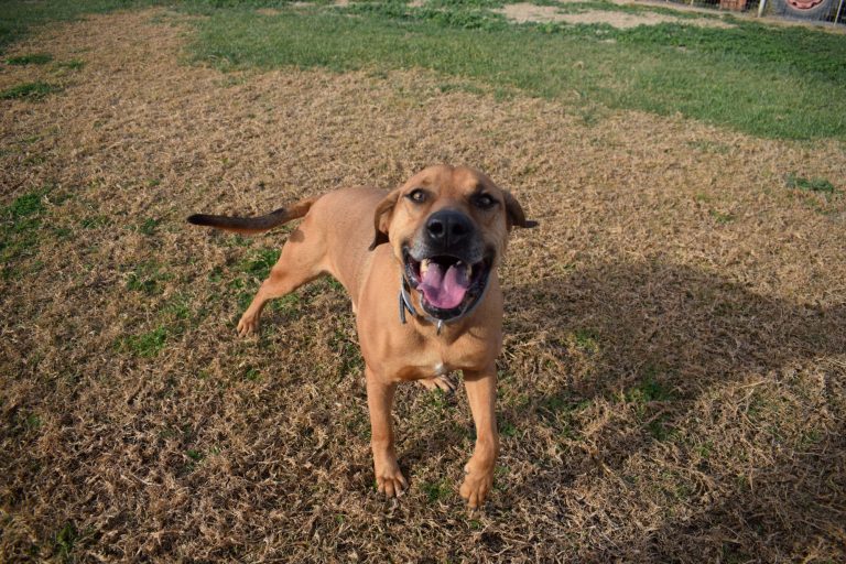 Αλφρέδο: Ο τετραπέρατος, παιχνιδιάρης σκύλος αναζητά οικογένεια