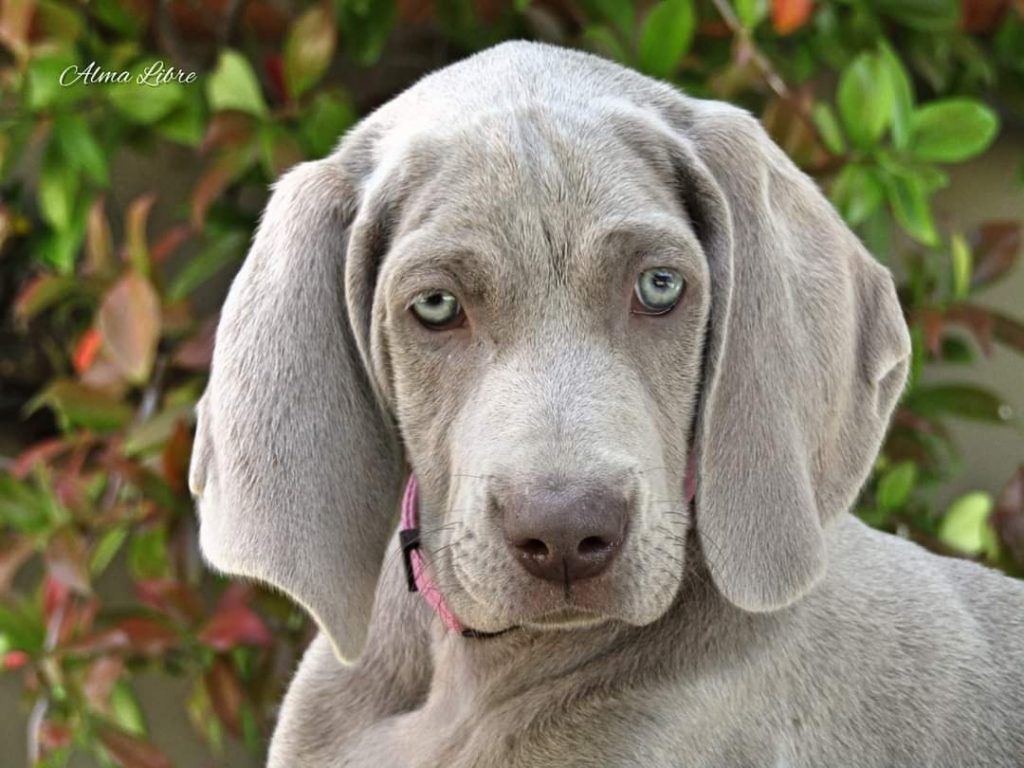 Ο θαρραλέος, ιδιοφυής και αγαπησιάρης σκύλος της φυλής Weimaraner