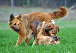 Επιθετική συμπεριφορά μεταξύ αρσενικών σκύλων – Για ποιους λόγους την εκδηλώνουν