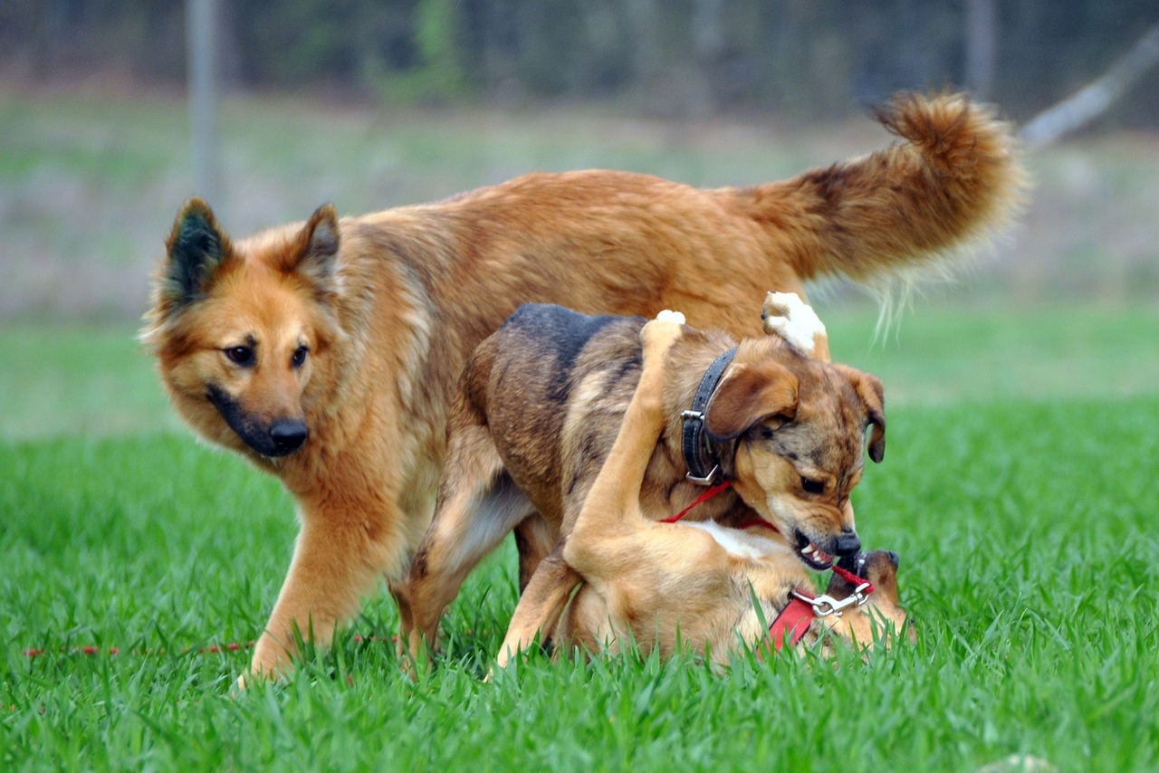 Επιθετική συμπεριφορά μεταξύ αρσενικών σκύλων – Για ποιους λόγους την εκδηλώνουν