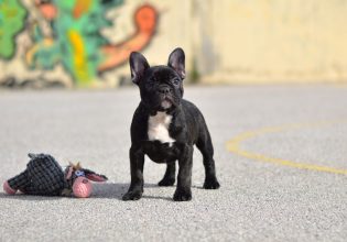 Ο σκύλος της φυλής Γαλλικό Μπουλντόγκ: Δυνατός, θαρραλέος, απαιτητικός και χαδιάρης