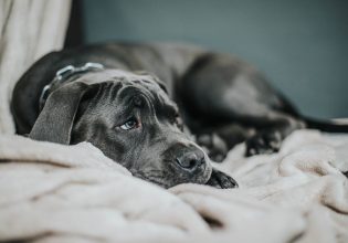 Πενθεί ο σκύλος; –  Τι αλλάζει στη διάθεση και στη συμπεριφορά του