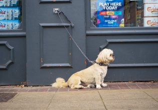 Τι μπορεί να συμβεί σε έναν δεμένο σκύλο που περιμένει τον κηδεμόνα του έξω από κάποιο κατάστημα;