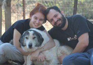 Οι βορειοελλαδίτες εθελοντές που σώζουν αδέσποτες ζωές