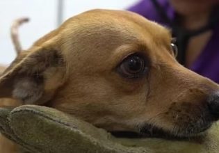 Κολομβία: Έδεσε τον σκύλο της γειτόνισσας σε κολόνα γιατί έκανε την ανάγκη του στον κήπο του