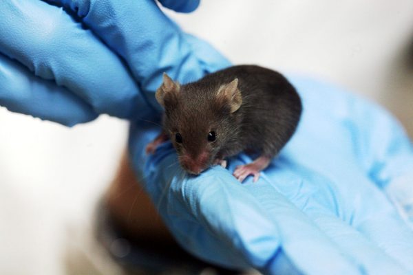 Ποντίκι με έξι πόδια δημιουργήθηκε στο εργαστήριο - Τι αποκαλύπτει για την ανθρώπινη ανατομία