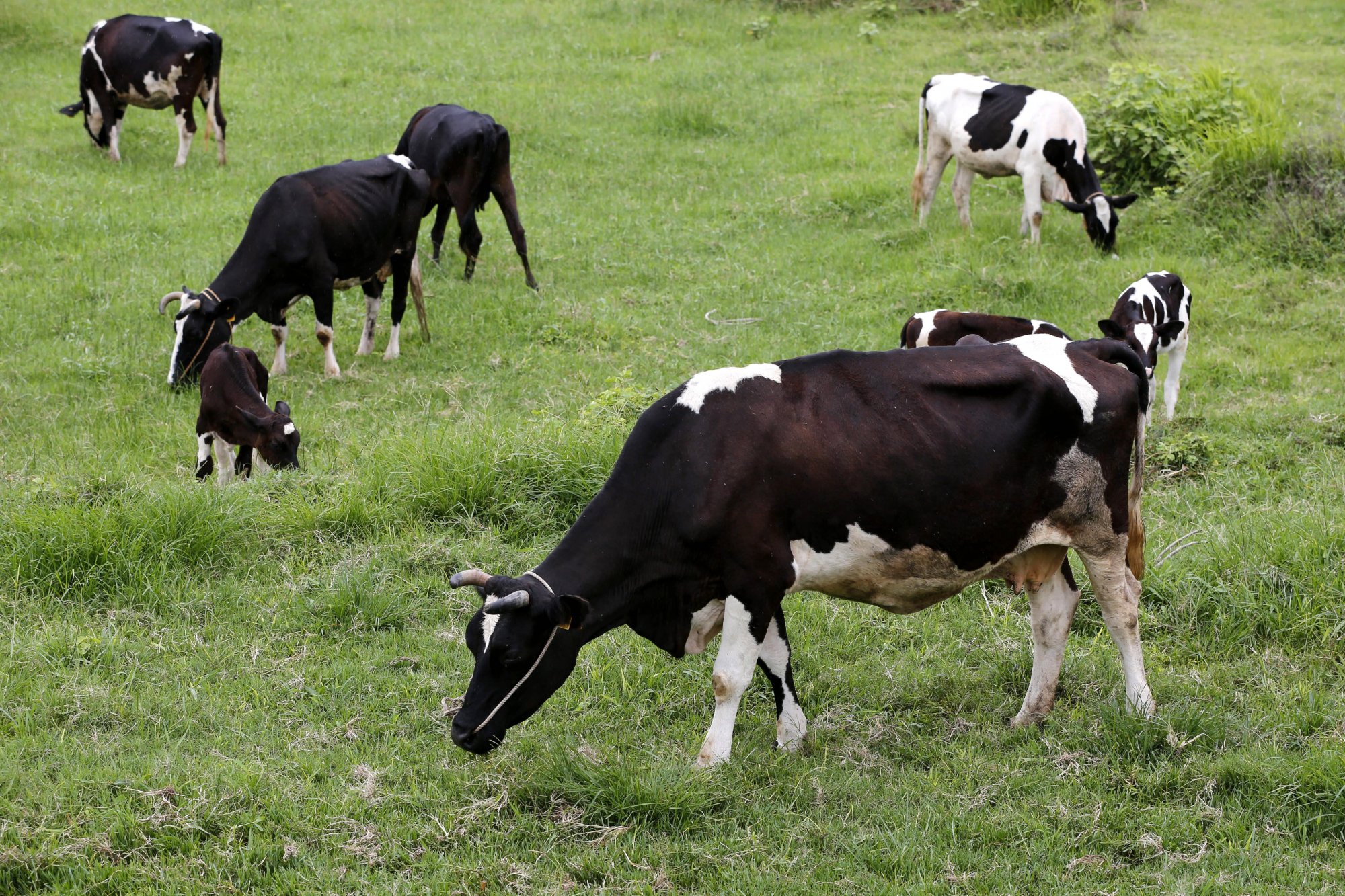 Διαβήτης: Η πρώτη αγελάδα που παράγει ανθρώπινη ινσουλίνη