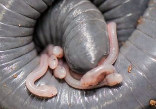 Μοιάζει με σκουλήκι αλλά θηλάζει τα μικρά του όταν κλαίνε – Τι είναι;