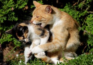 Viral: Ένας γάτος πηγαίνει στην καινούρια γάτα το αγαπημένο του παιχνίδι, για να παίξουν μαζί