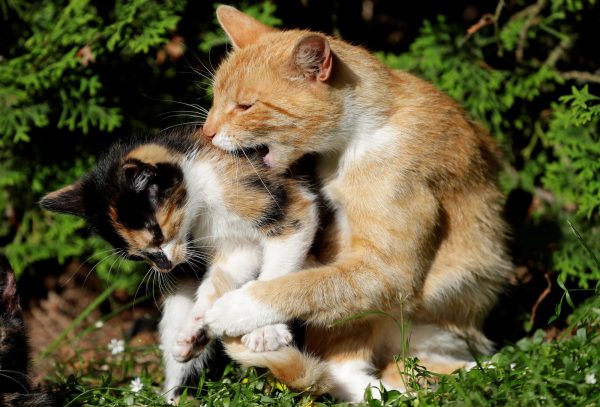 Viral: Ένας γάτος πηγαίνει στην καινούρια γάτα το αγαπημένο του παιχνίδι, για να παίξουν μαζί