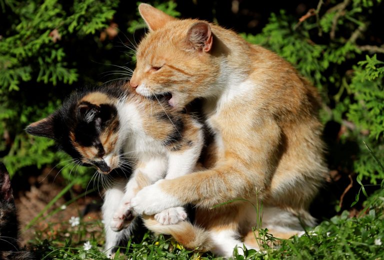 Viral: Ένας γάτος πηγαίνει στην καινούρια γάτα το αγαπημένο του παιχνίδι, για να παίξουν μαζί