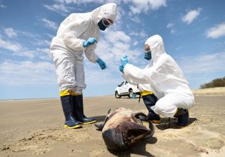 Γρίπη των πτηνών: Ανησυχία μετά τα πολυάριθμα κρούσματα σε θηλαστικά