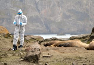Γρίπη των πτηνών: Διπλή ανησυχία για Ανταρκτική και κίνδυνο για τον άνθρωπο