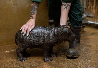 Αττικό Ζωολογικό Πάρκο: Σπάνια γέννηση πυγμαίου ιπποπόταμου