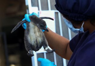 Πάσχα: Αφήστε τα σοκολατένια αβγά, προτιμήστε αβγά απειλούμενου πιγκουίνου