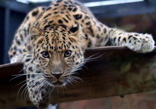 Οπτική ψευδαίσθηση: Μπορείτε να βρείτε την καμουφλαρισμένη λεοπάρδαλη σε 6 δευτερόλεπτα;