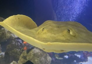 ΗΠΑ: Παρθένο σαλάχι έμεινε έγκυος – Η ασυνήθιστη επιστημονική εξήγηση