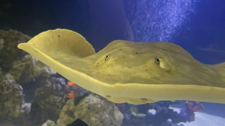 ΗΠΑ: Παρθένο σαλάχι έμεινε έγκυος – Η ασυνήθιστη επιστημονική εξήγηση