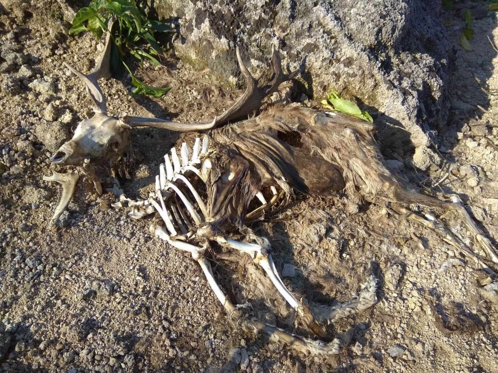 Ρόδος: Τραγικές εικόνες στο «Ελαφοκομείο» – Ο χώρος είχε άδεια μόνο για 60 ελάφια (Βίντεο και φωτογραφίες)