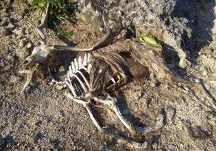 Ρόδος: Τραγικές εικόνες στο «Ελαφοκομείο» – Ο χώρος είχε άδεια μόνο για 60 ελάφια (Βίντεο και φωτογραφίες)