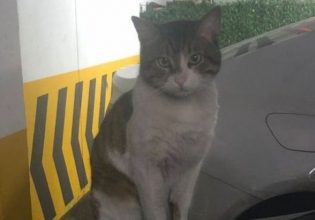 Τουρκία: Ελεύθερος ο δράστης δολοφονίας γάτας – Χιλιάδες στους δρόμους ζητούν την τιμωρία του