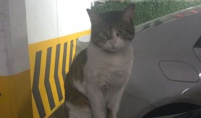 Τουρκία: Ελεύθερος ο δράστης δολοφονίας γάτας – Χιλιάδες στους δρόμους ζητούν την τιμωρία του