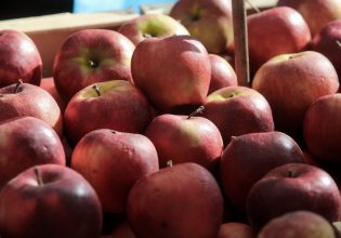 Μειωμένη η παραγωγή μήλων λόγω Daniel – Στα ψυγεία παραμένουν όσα σώθηκαν