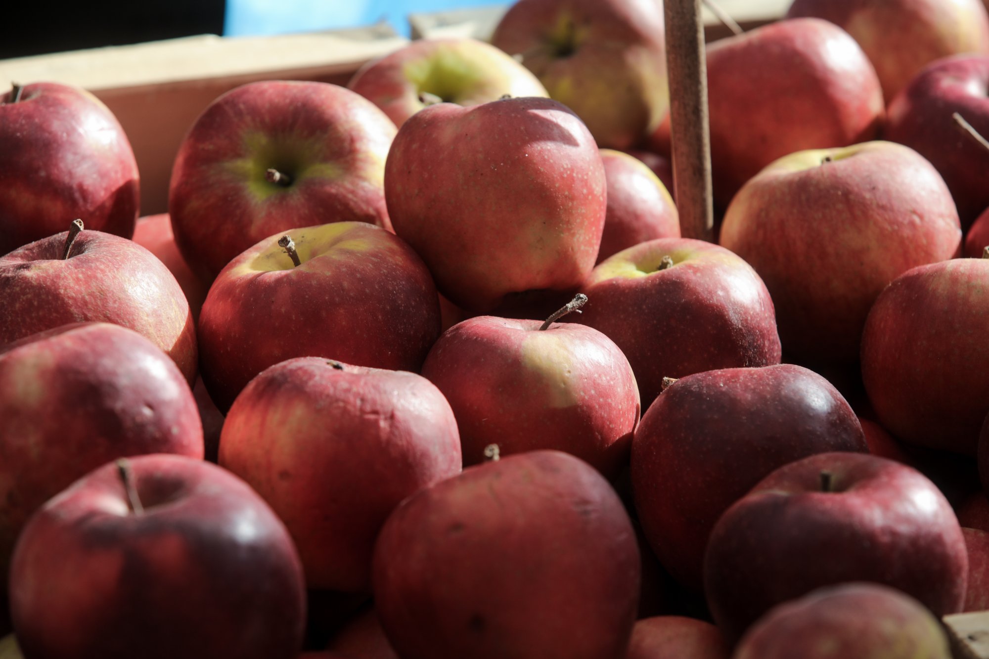 Μειωμένη η παραγωγή μήλων λόγω Daniel - Στα ψυγεία παραμένουν όσα σώθηκαν