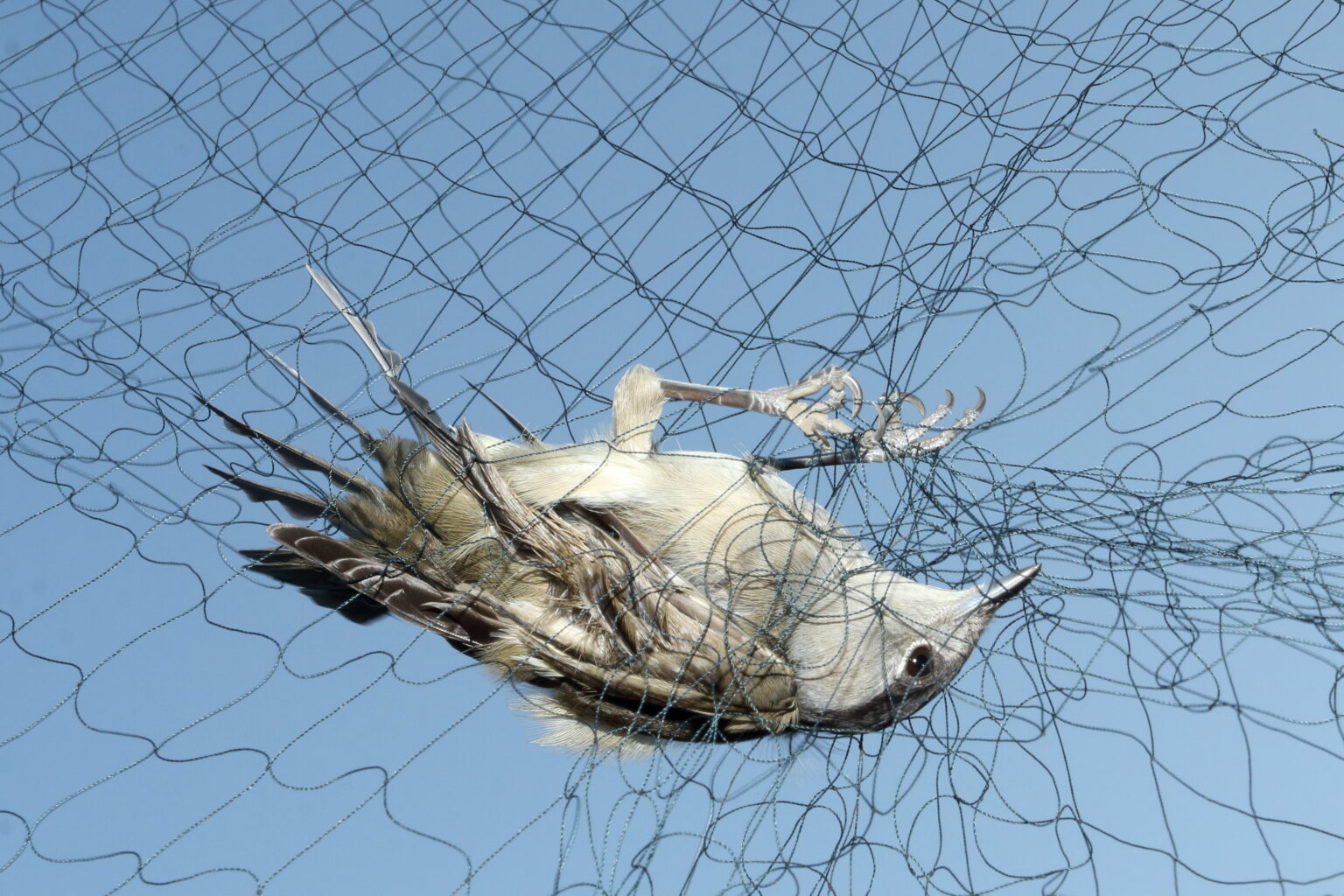 Κύπρος: Συνεχίζεται η σφαγή των αποδημητικών πτηνών – «Εκλεκτό πιάτο» βουτηγμένο στο αίμα